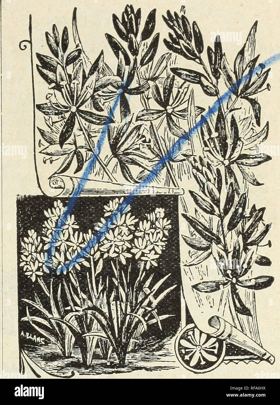 . Catalogue of Currie Bro's hardy bulbs, plants, etc. Flowers Seeds Catalogs; Bulbs (Plants) Seeds Catalogs; Vegetables Seeds Catalogs; Nurseries (Horticulture) Catalogs; Plants, Ornamental Catalogs; Gardening Equipment and supplies Catalogs. BRODEI.E COCCINEA. BRODEI^. Very pretty winter blooming plants with grass- like foliage and slender flower stems, surmounted by a head or umbel of flowers. The flowers are odd in appearance and are produced very freely. Each. Doz. Volubilis — (Twining Hyacinth.) A curious plant commencing to twine when in bud and often reaching 5 feet in height before the Stock Photo