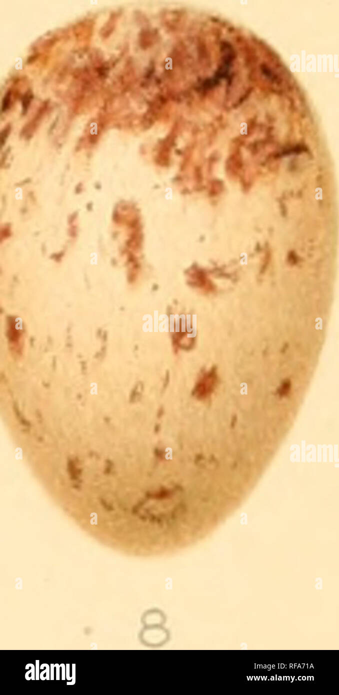 Catalogue Of The Collection Of Birds Eggs In The British Museum Natural History Birds Birds Al