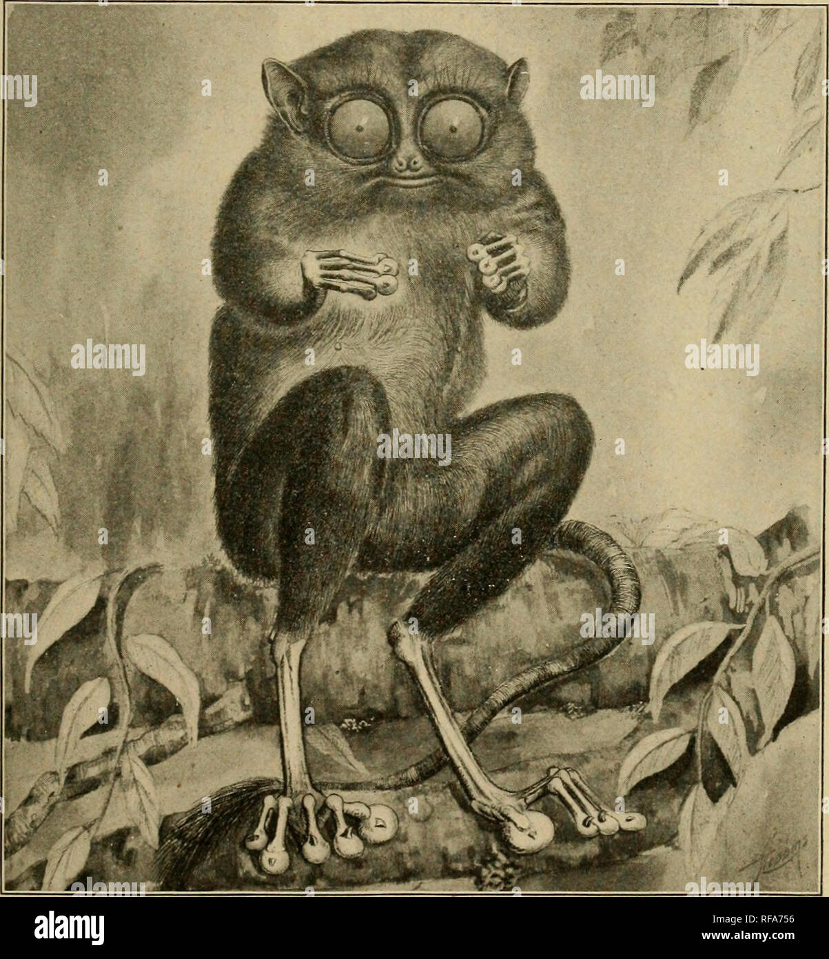 . A catalogue of the collection of mammals in the Field Columbian Museum. Field Columbian Museum; Mammals. TARSIUS. 551 Rabienus Gray, Lond. Med. Repos., xv, No. 88, 1821, p. 299. Cephalopachus Swains., Nat. Hist. &amp; Class. Quad., 1835, p. 352. Hypsicehiis Less., Spec. Mamm., 1840, pp. 207, 253-254. 970. Tarsius tarsius (Erxleben). Lemur tarsius Erxl., Syst. Reg. Anim., 1777, p. 71. Lemur spectrum Pall., Nov. Spec. Quad. Glir. .Ord., 1778, p. 275, (note). Macrotarsus buffoni Link, Beytr. Naturg., i, Pt. 11, 1795, p. 61. Woolly Tarsier. I. Adult — P. Borneo. Ward's Nat. Scien. Establ., Roche Stock Photo