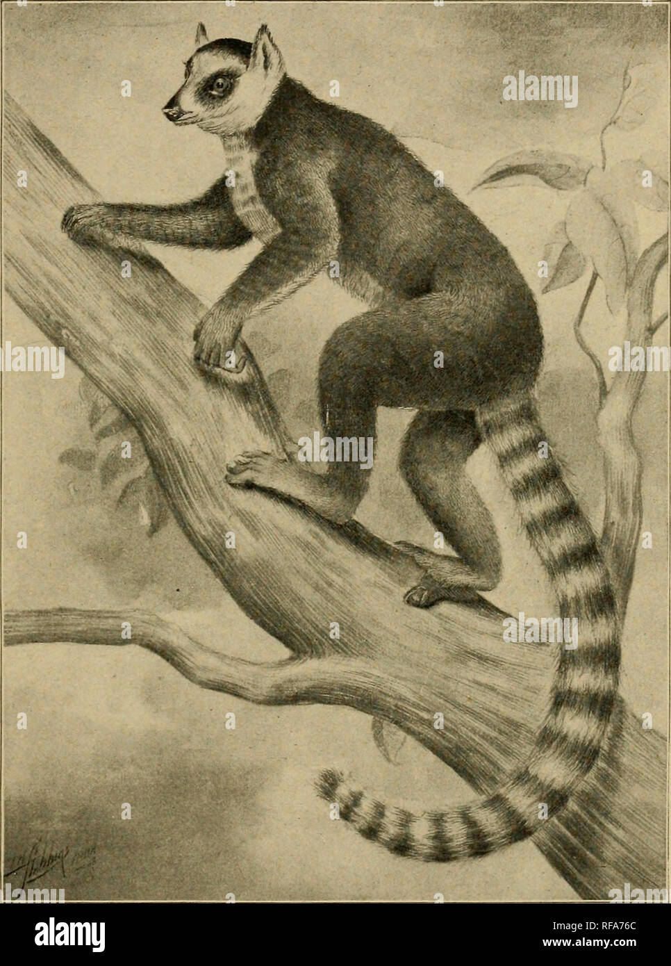 . A catalogue of the collection of mammals in the Field Columbian Museum. Field Columbian Museum; Mammals. LEMUR. 545 Red-bellied- Lemur. 1. Adult — P. Madagascar. E. Gerrard &amp; Sons. 2. Adult d^ P. Madagascar. C. I. Forsyth-Major.. Fig. LXXVI. Lemur catta. Ring-tailed Lemur. 961. Lemur catta Linnaeus. Lemur catta hinn., Syst. Nat., i, 1758, p. 30;:, 1766, p. 45. Milne- Edw. &amp; Grandid., Hist. Nat. Madag., Mamm., Atlas, 11, 1890, pis. CLXVII-CLXXII.. Please note that these images are extracted from scanned page images that may have been digitally enhanced for readability - coloration and Stock Photo