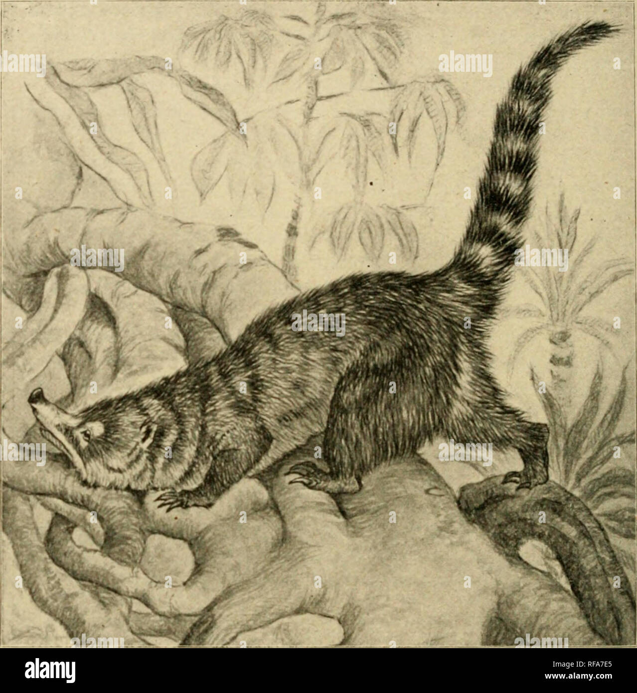 . A catalogue of the collection of mammals in the Field Columbian Museum. Field Columbian Museum; Mammals. 42« NASUA.. Fig. LI I. Nasua nasica. Coati. 8-9. Adult 9 P. Mazatlan, State of Sinaloa, Mexico. A. Forrer. lo-ii. Adult — P. Mazatlan, State of Sinaloa, Mexico. A. Forrer. 12-13. Adult d^ Coll. Reforma, State of Oaxaca, Mexico. Heller &amp; Barber. 14-15. Adult 9 Coll. Reforma, State of Oaxaca, Mexico. Heller &amp; Barber. 16. Adult cJ* Coll. Zanatepec, State of Oaxaca, Mexico. Hel- ler &amp; Barber. 17. Adult 9 Coll. Achotal. State of Vera Cruz, Mexico. Hel- ler &amp; Barber. 18. Juv. 9  Stock Photo