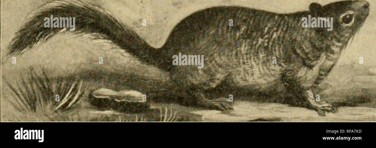. A catalogue of the collection of mammals in the Field Columbian Museum. Field Columbian Museum; Mammals. CITELLUS. 175 299. Citellus oregonus (Merriam). Spermophilus oregonus Merr., Proc. Biol. Soc. Wash., xii, 1898, p. 69. Elliot, Syn. N. Am. Mamm., F. C. M. Pub., 11, 1901, p. 94. Zool. Ser. Citellus oregonus Elliot, Check-L. Mamm. N. Amer. Cont. &amp; W. Indies, F. C. M. Pub., vi, 1905, p. 113. Zool. Ser. Oregon Spermophile. 1-3. Adult c? P. Upper Klamiath Lake, Oregon. A. Forrer. 4-6. Adult ? P. Upper Klamath Lake, Oregon. A. Forrer. Subgenus F. Otospermophilus. 300. Citellus variegatus ( Stock Photo