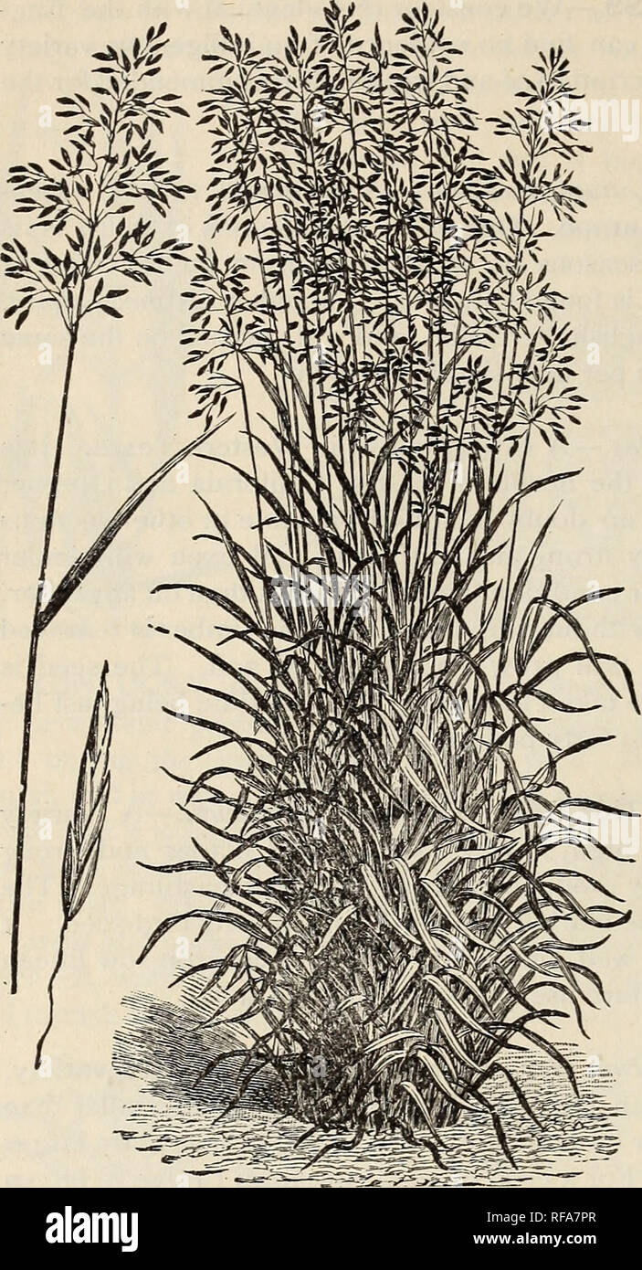 Kings Seeds Quaking Grass - 225 Seeds Grass Briza Maxima