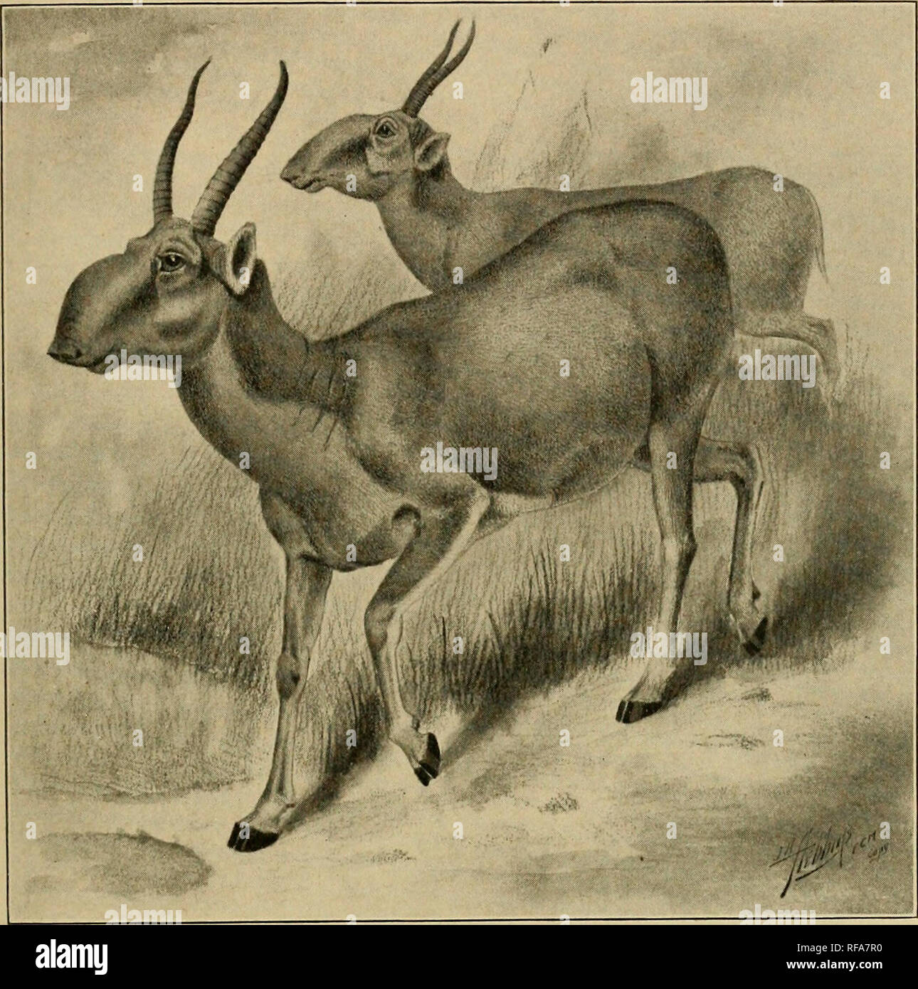 Antilope Spec High Resolution Stock Photography and Images Alamy