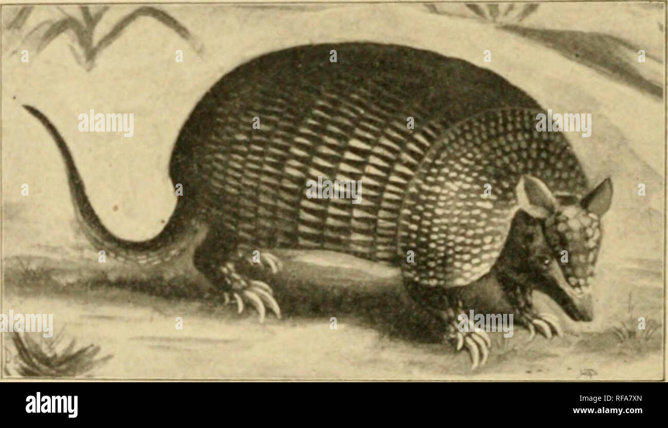 . A catalogue of the collection of mammals in the Field Columbian Museum. Field Columbian Museum; Mammals. 26 ZAEDYUS. TATU. Euphractus minutus Gray, Cat. Carniv. Pachyderm. &amp; Edent. Mamm. Brit. Mus., 1869, p. 382. The Pichy. I. Adult — P. Buenos Aires, Argentine Republic. Ward's Nat. Scien. Establ., Rochester, N. Y. Subgenus B. Ohaetophractus. 42. Zaedyus villosus (Desmarest). Dasypus villosus Desm., Nouv. Diet. Hist. Nat., 1817, p. 489. Euphractus villosus Gray, Proc. Zool. Soc, 1865, p. 376. Id. Cat. Carniv. Pachyderm. &amp; Edent. Mamm. Brit. Mus., 1869, p. 382. Peludo. I. Adult — P. A Stock Photo