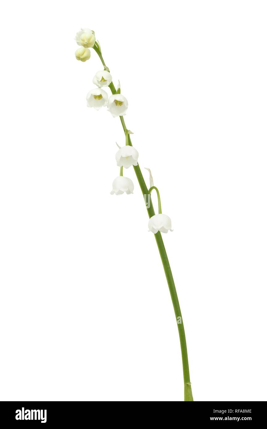 Lily of the valley - flowers isolated on white background Stock Photo ...