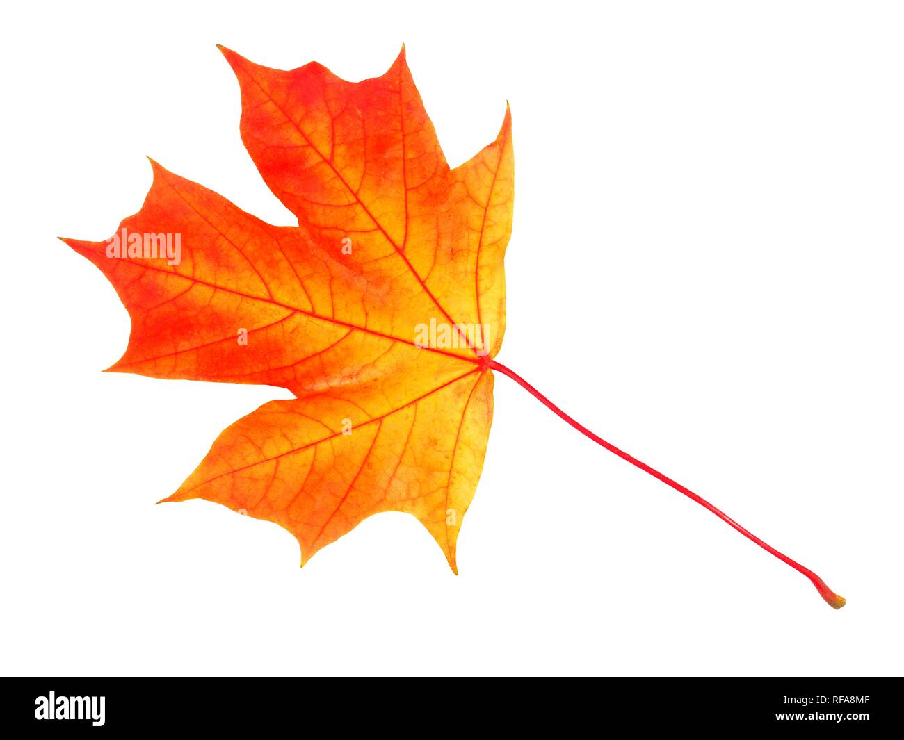 Maple leaf in autumn isolated on white background Stock Photo - Alamy