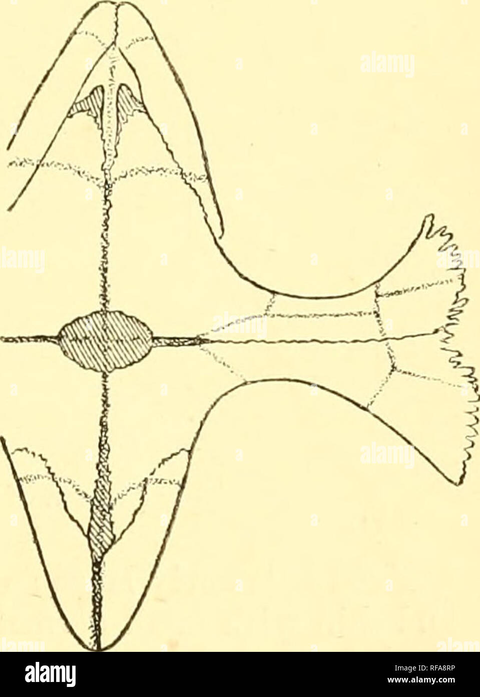 Abdomina Hi Res Stock Photography And Images Alamy
