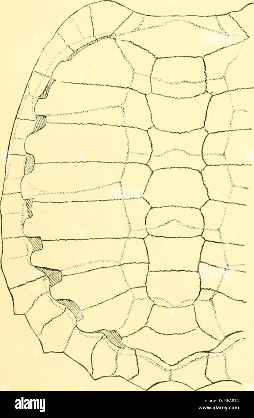 . Catalogue of the chelonians, rhynchocephalians, and crocodiles in the British museum (Natural history). Chelonia (Genus); Rhynchocephalia; Crocodiles. 2. MACEOCLEMMYS. 25 1. Macroclemmys temminckii. Chelonura temminckii (Troost), Holbr. I. c. p. 147, pi. xxiv. Emysaunis temminckii, A. Dmn. Cat. Metli. Rept. p. 10 (IS-jl). Macroclemys temminckii, Gray, Cat. Sh. Rept. i. p. 49, pis. xxxviii. fig. 2, xxxix., &amp; xl. fig. 1. Macrochelys temminckii, Gray, Proo. Zool. Soc. 1855, p. 200, and Suppl. Cat. Sh. Rept. i. p. G4. Gypochelys lacertina, Ayassi'z, I. c. p. 414, pi. v. figs. 23-27. Macrocle Stock Photo