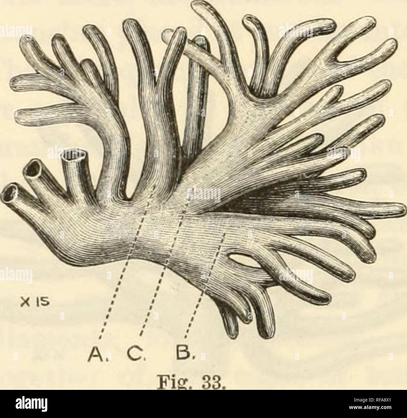 . Catalogue of the Chaetopoda in the British Museum (Natural History). Oligochaeta; Polychaeta. 60 Arenicolidae and these are subdivided into only two to four gill-filaments. These gills have therefore a bushy appearance. The gills of A. assimilis and of the examples of the var. affinis from Auckland Island are similar to those of the littoral form of A. marina, from which they differ only in the absence of &quot; webbing &quot; at the base of the gill-axes. The gill-filaments of most of the specimens examined are elongate, almost as long relatively as those shown in Fig. 31. Examples of A. as Stock Photo
