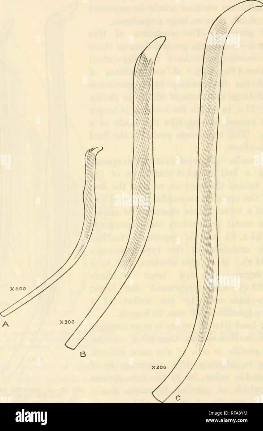 . Catalogue of the Chaetopoda in the British Museum (Natural History). Oligochaeta; Polychaeta. 52 Arenicolidae a massive Floridaii example 330 mm. long, the shaft and rostrum are practically in line, and merge into each other. The tip of the rostrum, shown in Fig. 26 E, which represents the end of a newly-. Fig. 2Z.—A. glacialis. A, Young crotchet; B, later phase ; C, Latest phase of growth found. formed, unused crotchet, soon wears away, leaving a rounded end (Fig. 26 D). The crotchets of A. cristata are intermediate between those. Please note that these images are extracted from scanned pag Stock Photo
