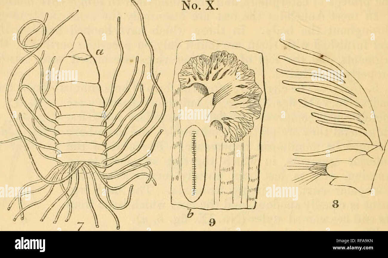 Glycera hires stock photography and images Alamy