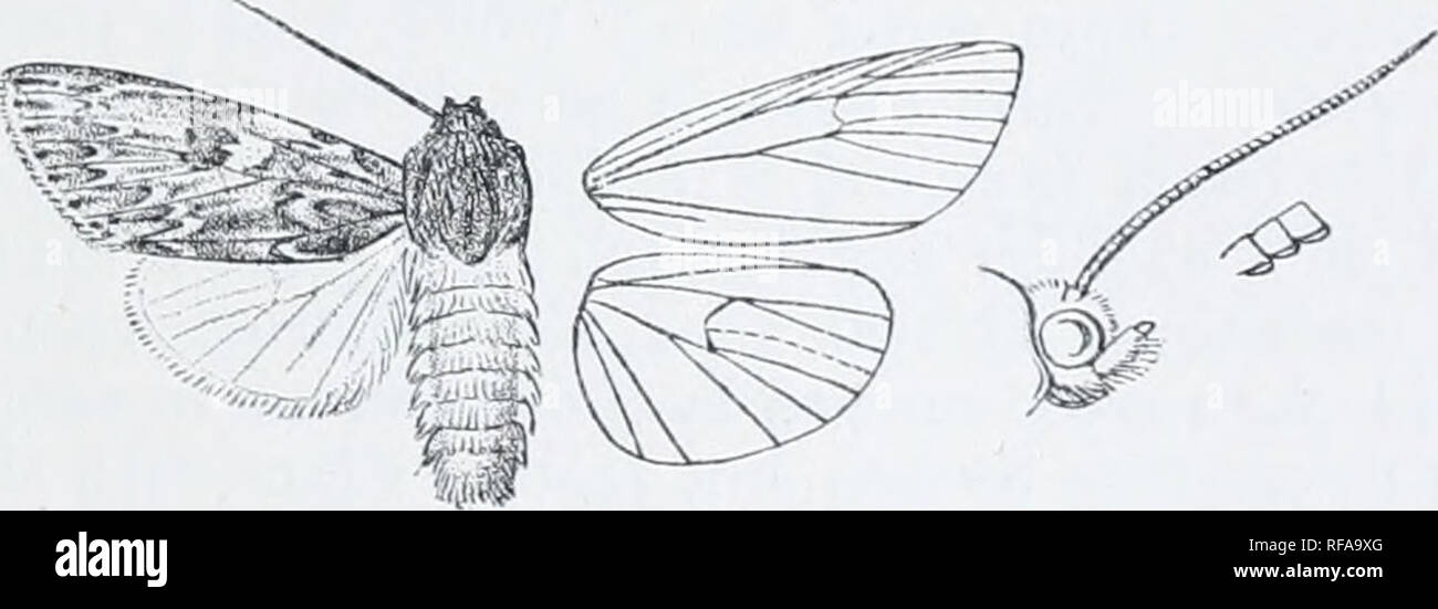 . Catalogue of Lepidoptera Phalaenae in the British Museum. Moths. EULONCIIK. 1G3 A. Forp win^ with toniiiiial series of small black sjiots. a. Foiv Willi,' witii tiie ground-coloiir while ohiinita. b. Fore wing with the groiinil-coloiir yellowisli arioch. B. Fore wing wiilioiit terminal series of black spots. a. Fore wing bluish white irrorated witii fuscous lanceolaria. h. Fore wing black-brown slightly irrorated with white... insolUa. 3758. Eulonche oblinita. Phalcena ohlinifa, Smith &amp; Abbot, Ins. Georgia, ii. p. 187, |)1. 01 (1707) ; Smith &amp; Dyar, Pr. U.S Nat. Mus. xsi. p. l(i!), p Stock Photo