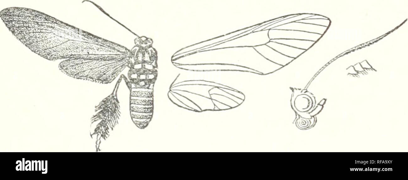 . Catalogue of the Lepidoptera Phalænæ in the British Museum. British Museum (Natural History). Dept. of Zoology; Moths; Lepidoptera. HORAMA. 419 black ; abdomen with white band on 1st segment, the other seg- ments with narrow yellow bands, the ventral surface yellow. Wings purplish fuscous ; hind wing with the costa yellowish. Hah. Mexico, Guerrero (//. H. Smith), Yucatan {Gaumer) ; Guatemala ((77mm^9io^): Godman-Salvin Coll. Exjp. 4:2 Tmliivii. *930. Horama pennipes. Callicarns pennipes, Grote, Proo. Ent. Soc. Phil. vi. p. 182 (18G7); Kirby Cat. Het. p. 129. (S . Black ; palpi white below ;  Stock Photo