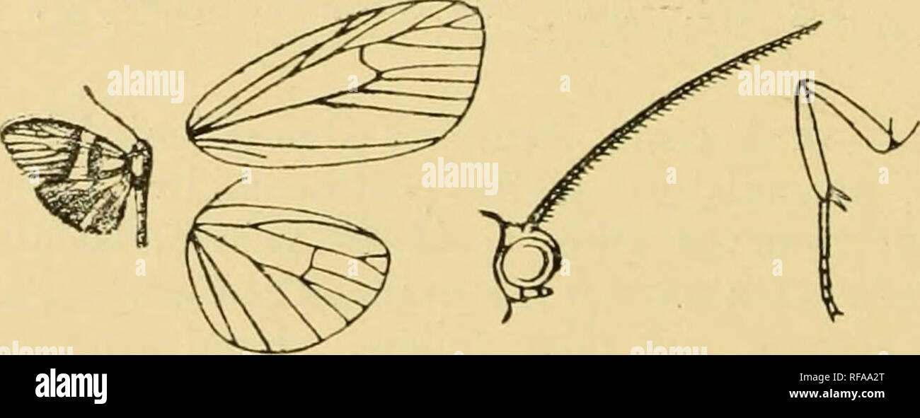 . Catalogue of the Lepidoptera PhalÃ¦nÃ¦ in the British museum. Moths. 648 ' ARCTIADyE. *728/. Neothyone xanthtema. (Plate XXXIV. fig. 3.) Thyone xanthsema, Dogn, Mem. Soc. Ent. Belg. xix. p. 126 (1912). &lt;5. Head, thorax, and abdomen yellow slightly tinged with scarlet, the last with the ventral surface whitish. Fore wing yellow tinged with scarlet especially on the disk; a large patch of brownish suffusion in end of cell and from below end of cell to inner margin, conjoined to a brown spot beyond end of cell; a minute subbasal black streak below costa ; an indistinct subterminal scarlet li Stock Photo