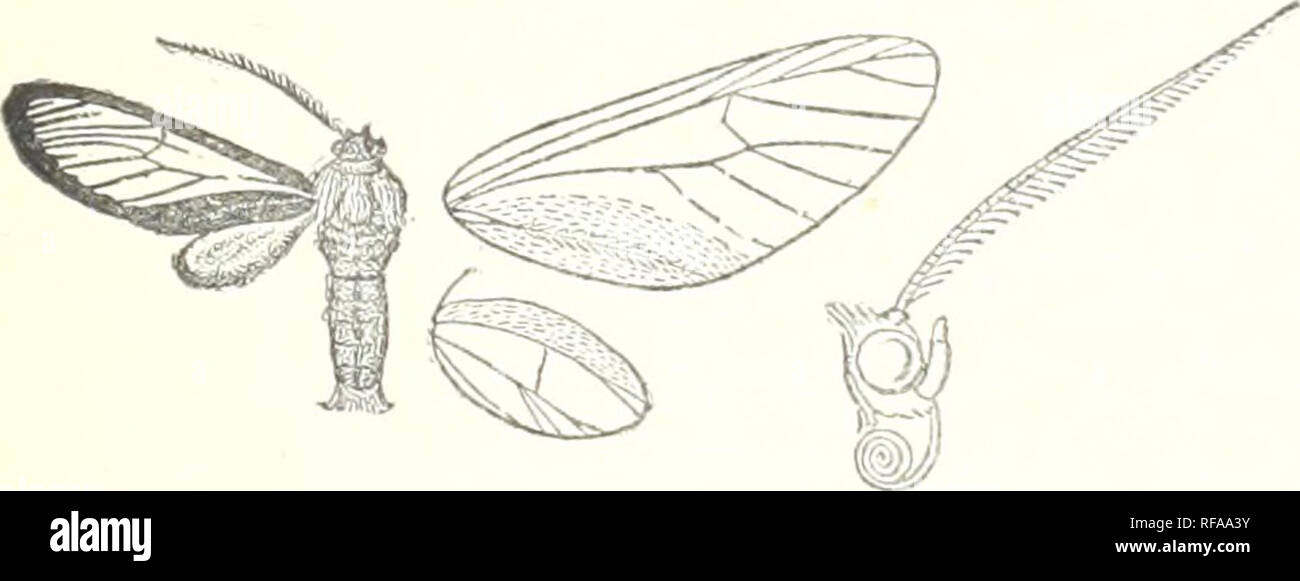 . Catalogue of the Lepidoptera PhalÃ¦nÃ¦ in the British Museum. British Museum (Natural History). Dept. of Zoology; Moths; Lepidoptera. Fig. 204.âAntichloris panacea, (^. $ . Hind wing fuscous brown. d&quot;. Dull cupreous brown; shoulders with large crimson spots ; fora coxae with metallic blue patches ; abdomen shot with blue above. Hind wing dirty white, with terminal fuscous band expanding below vein 2. Type. notabilis. Hah. Costa Rica (Rogers), 2 c?, 2 $ , type, Godman-Salvin Coll Exj). 42 millim. Genus METHYSIA. Methijsia, Butl. Journ. Linn. Soc, Zool.xii. p. 397 (1876) Proboscis fully d Stock Photo