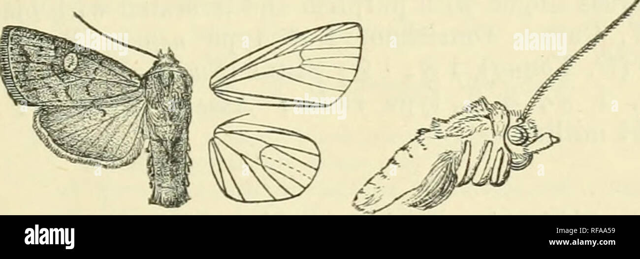 . Catalogue of Lepidoptera Phalaenae in the British Museum. Supplement. Moths. CHABUATA. 268 Sect. III. Antennae of male ciliated. A. Abdomen of male with paired ventral tufts of long hairs from base. a. Fore wing yellow irrorated and striated with rufous dittincta, h. Fore wing reddish or grey tinged with red, irrorated and striated with brown obscura. c. Fore wing grey tinged i*ith brown; hind wing on under- side with the terminal area dark punctosa. 1501. Chabuata distincta. Jlefia disthicfa, Moore, P. Z. S. 1881, p. 333, pi. 37, f. 4 ; Hmpsn. Moths Ind. ii. p. 277. Aletia exanthemata, Moor Stock Photo