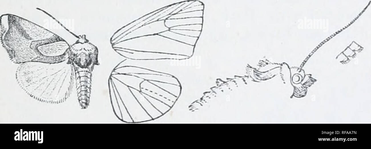 . Catalogue of Lepidoptera Phalaenae in the British Museum. Moths. CANXA. 21 black points; llie underside white, tlic costal area irrorated vitli a few black scales except towards base, the subtermiiial patch eniittiii2; teeth on the veins to termen, a terminal series of small black lunules from apex to vein 2. 2 . Hind wing with the brown subtorminal band entire, narrow- ing to tornus. flab. E. Siberia, Ussuri, 2 c?; &quot;W. CnixA, Moupin (Kncheldorf 1 cJ ; Punjab, Ivulu, Sultanpnr {G. Toi'.mf), 1 2 , Simla (//rtrfon?), 1 c?, Murree (Harford), 1 c? i Dharmsiila {Hodcimj), 4 2 type spltiide Stock Photo