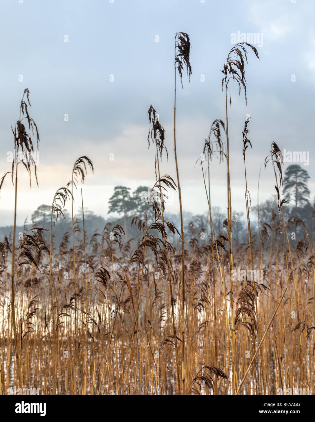 Reeds on the Banks of Hawes Water, Silverdale AONB Stock Photo