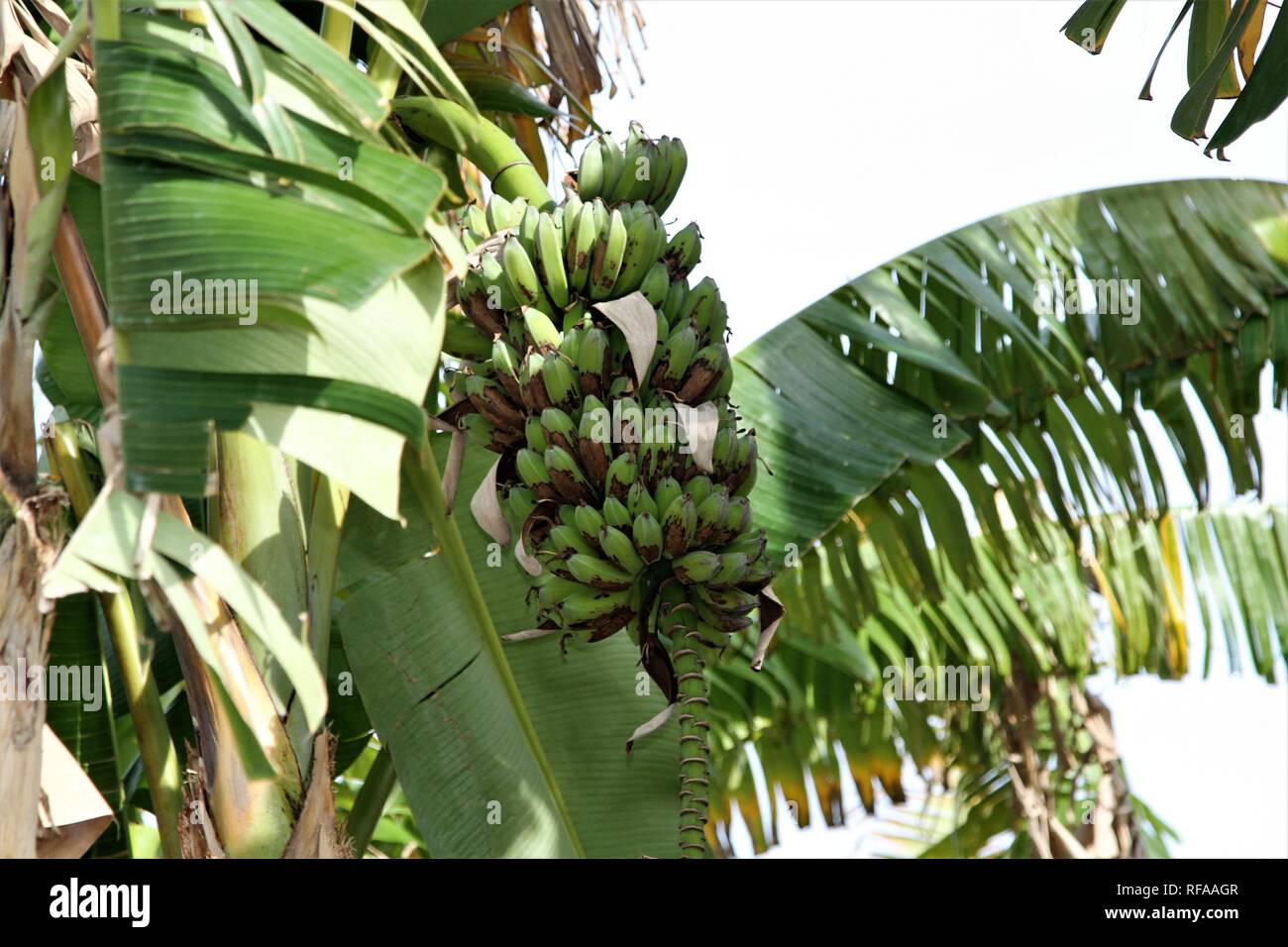 Fresh bananas growing on a tree Stock Photo Alamy