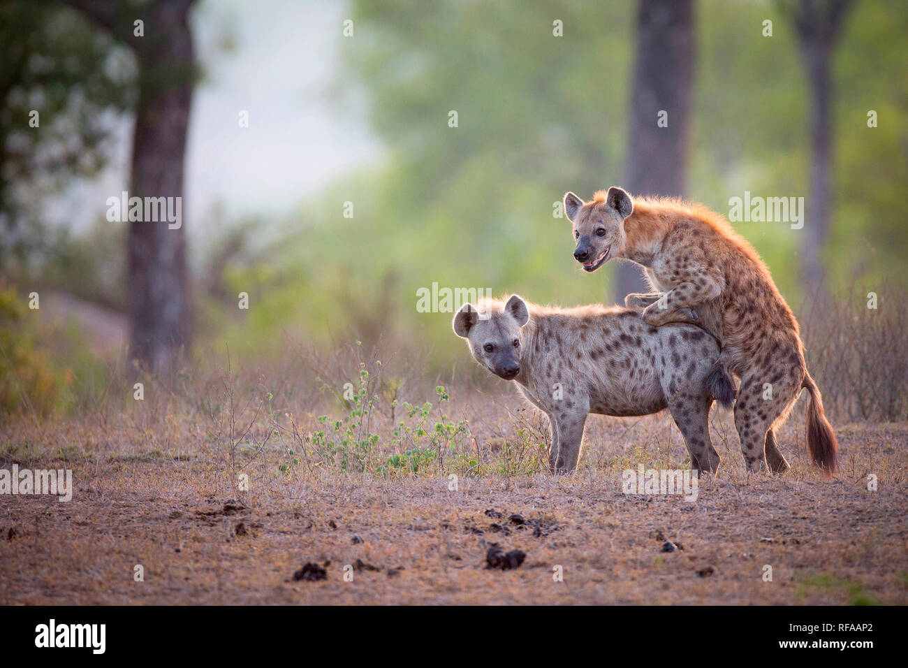 A spotted hyena male, Crocuta crocuta, mounts a female while mating