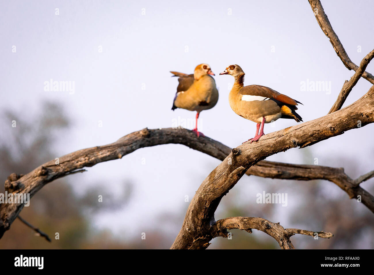 Two Egyptian geese, Alopochen aegyptiaca, perch in a dead tree Stock