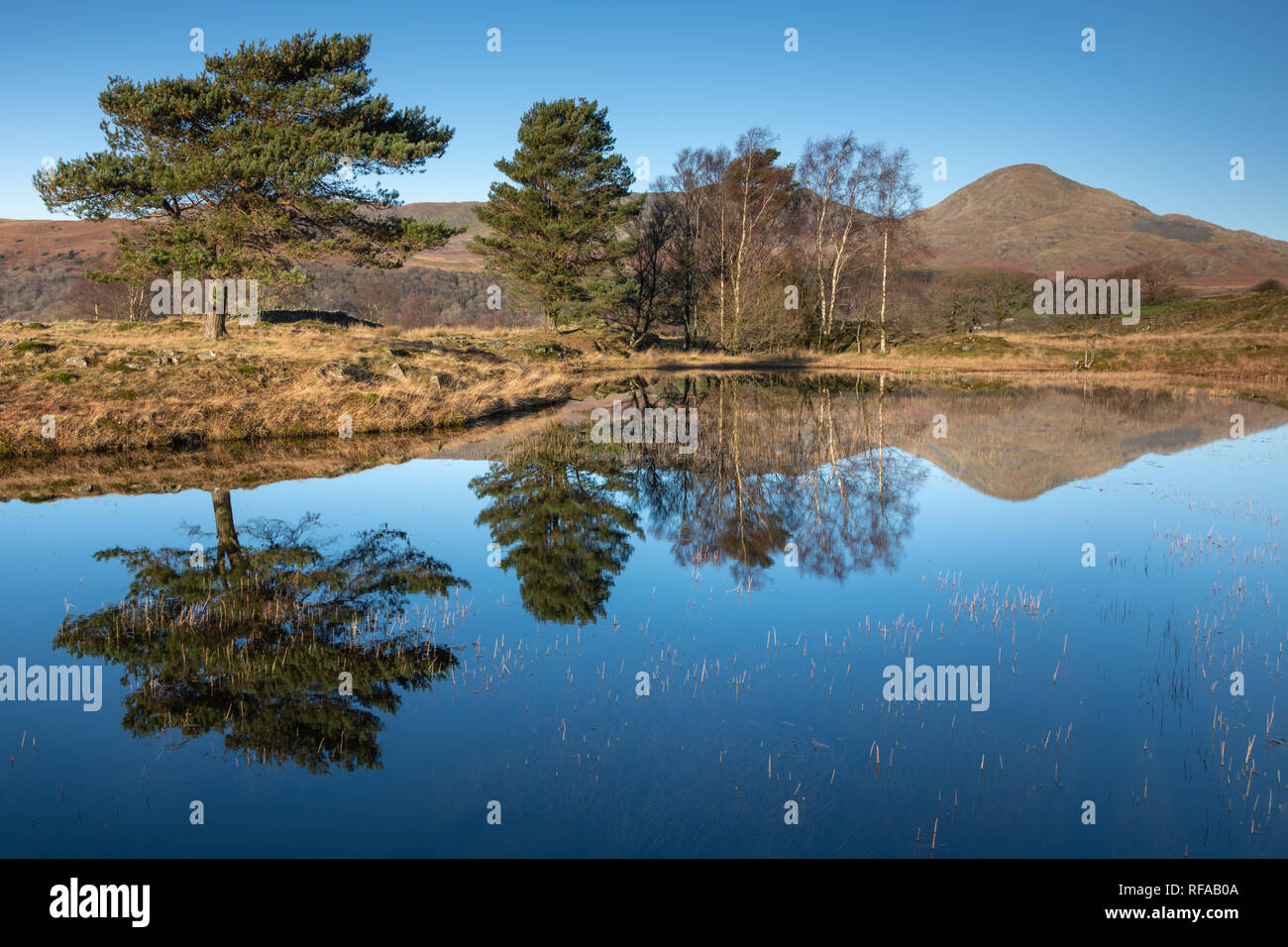 Trees and Reflections in Kelly Hall Tarn, Cumbria Stock Photo