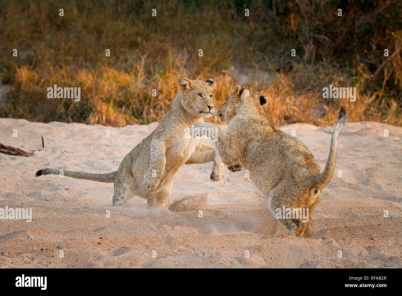 Lion standing hind legs hires stock photography and images Alamy