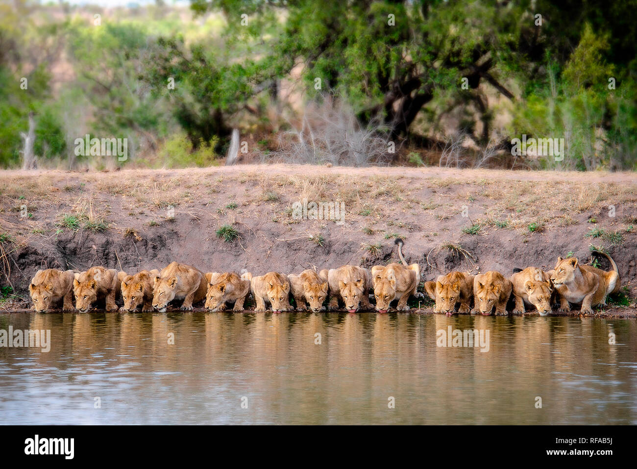 A pride of lions, Panthera leo, lying down and drinks water, lapping ...