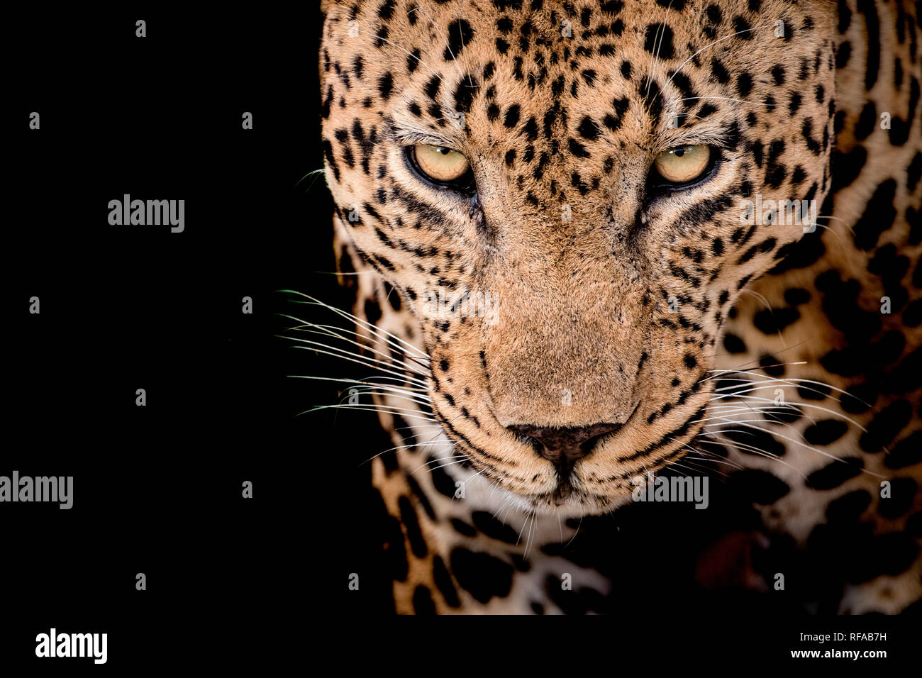 Head of a male leopard, Panthera pardus, front view of yellow-green eyes, white whiskers and rosette skin marking, black background Stock Photo - Alamy Head of a male leopard, Panthera pardus, front view of yellow-green eyes, white whiskers and rosette skin marking, black background Stock Photo - Alamy