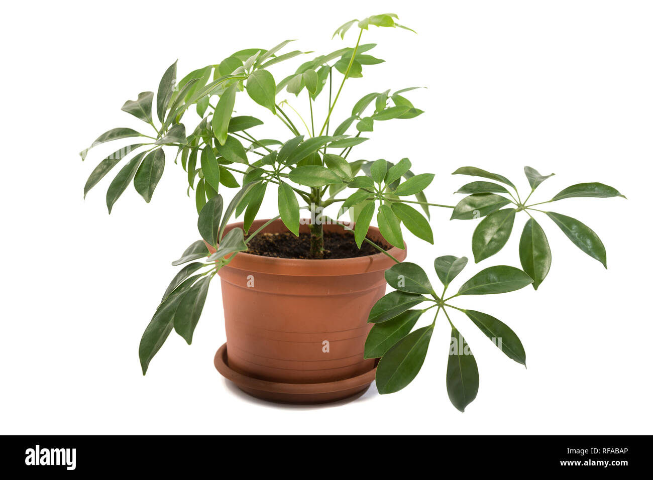Schefflera arboricola in pot isolated on white background Stock Photo