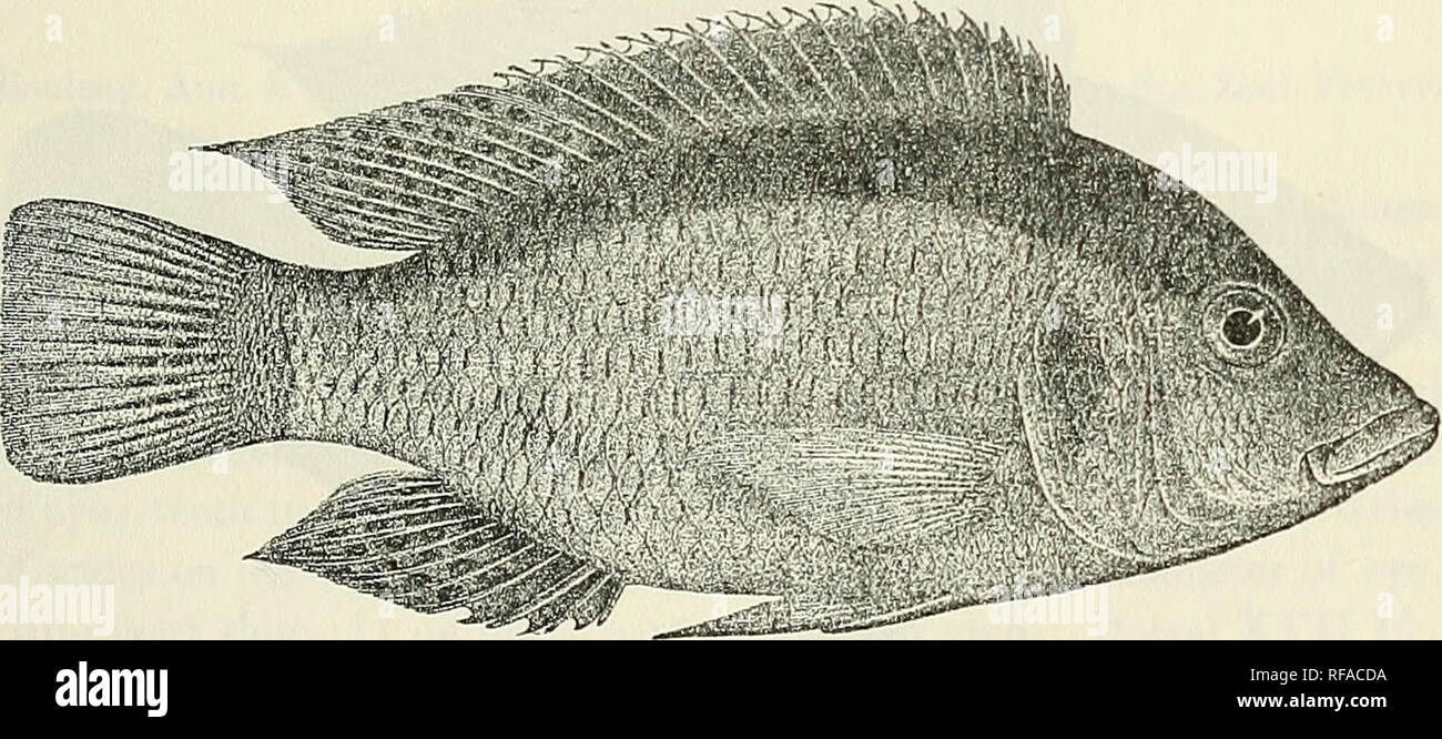 . Catalogue of the fresh-water fishes of Africa in the British Museum (Natural History). British Museum (Natural History); Fishes; Freshwater animals. PAEATILAPIA. 357 38. PARATILAPIA SMITHII. ? Ckromys smithii, (Ostein. Mem. Poiss. Afr. Austr. p. 16 (1861). Paratilapia smithii, Bouleng. Tr. Zool. Soc. xviii. 1911, p. 410, pi. xxxix. fig. 2. Depth of body 2^ to 2-§ times in total length, length of head 3 times. Head twice as long as broad, upper profile slightly concave in front of eyes; snout rounded, as long as broad, as long as postocular part of head ; eye 4 to 4^ times in length of head,  Stock Photo