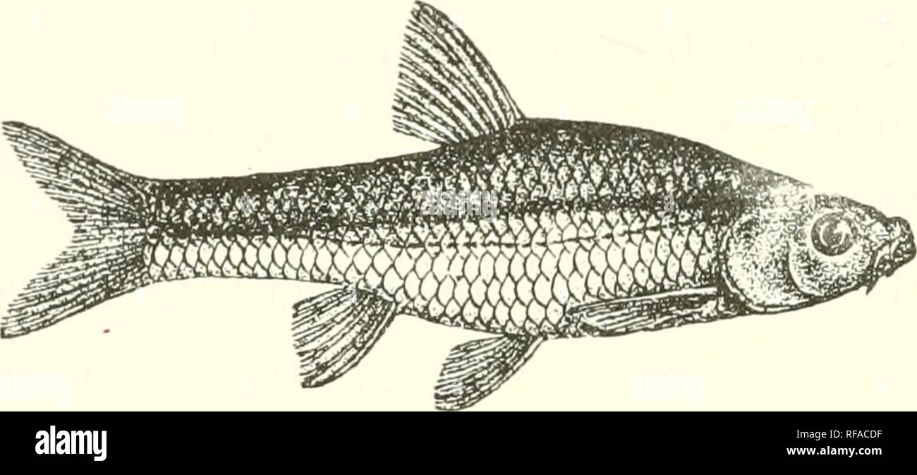 . Catalogue of the fresh-water fishes of Africa in the British Museum (Natural History). Fishes; Freshwater animals. 120 CYPKINIDA'. 107. BARBUS THIKENSIS. Bouleng. Proc. Zool. Soc. 1905, i. p. G3, pi. vii. fig. 2. Depth of body equal to length of head, 3 J to of times in total length. Snout rounded, as long as eye, which is 3| to 4 times in length of head; interorbital width 2^ to 2f times in length of head ; mouth small, Yis. 96.. Barlma tldlcensis. Type (P. Z. S. 1905). terminal; lips feebly developed ; two barbels on each side, anterior f diameter of eye, posterior a little shorter than ey Stock Photo