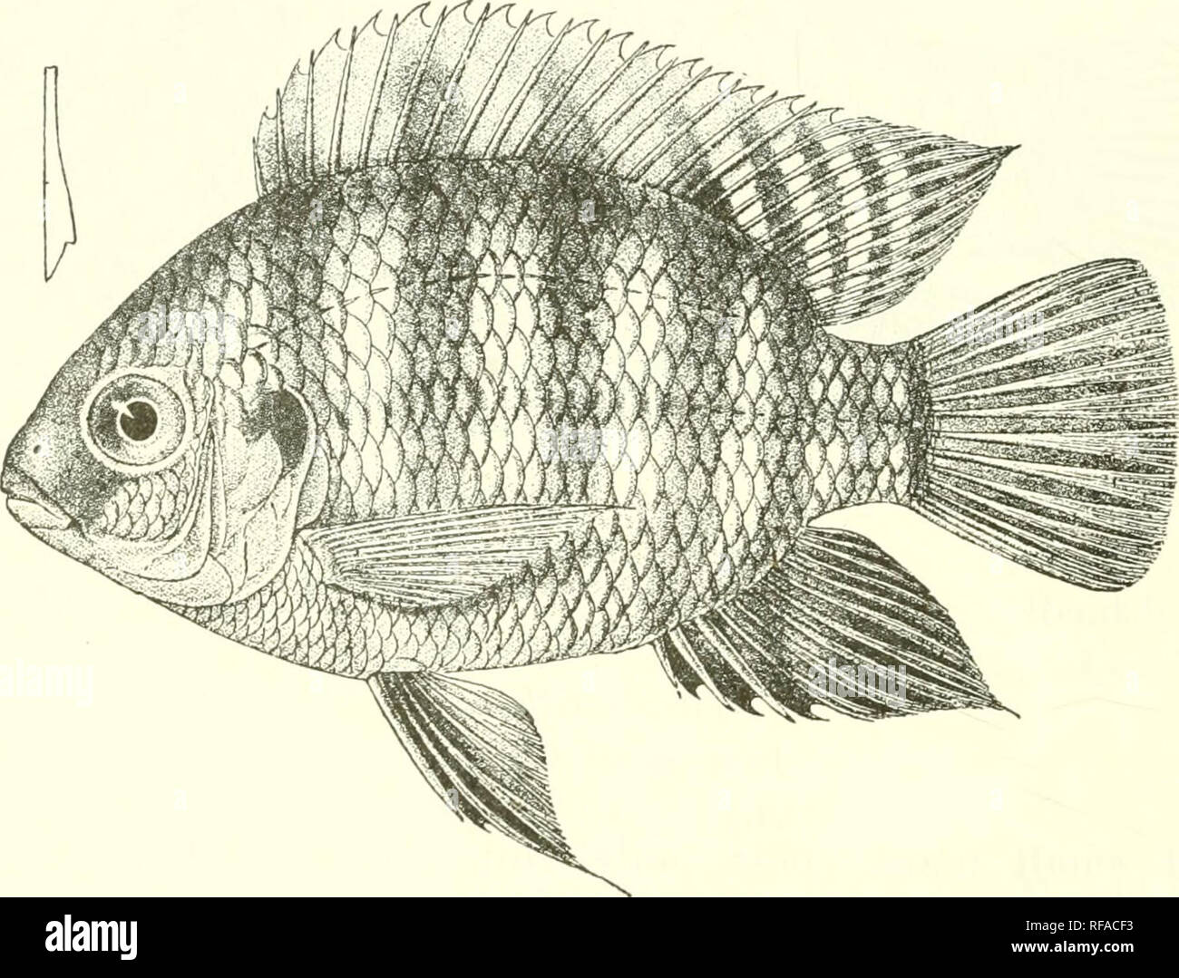 . Catalogue of the fresh-water fishes of Africa in the British Museum (Natural History). Fishes; Freshwater animals. 186 CICHLID.^. G-14. Ad., b&lt;rr. , Cliiloango, Portug. Congo. Dr. W. J. Ansorge (C). 15. Skel. ., ,, „ lG-17. Two of the L. Obeke, Upper Congo. M. P. Dcll.ez (C). types. 25. TILAPIA MART^. Boulcng. Proc. Zool. Soc. 1899, p. 122, pi. xi. fig. 1 ; Pell.'gr. Mem. Soc. Zool. France, xvi. 1901, p. 323. Depth of body If to 'if times in total length, length of head 2f to 3 times. Head If to 2 times as long as broad, witb convex upper profile; snout rounded, about 1^ times as long as  Stock Photo