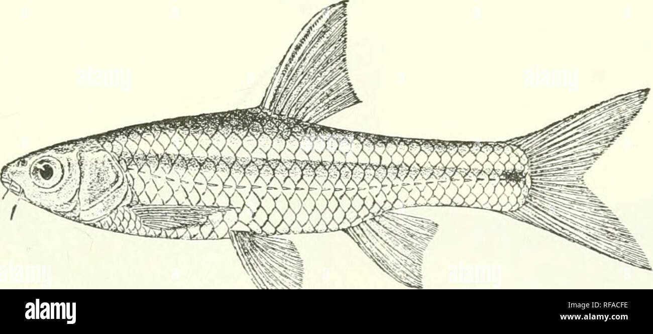 . Catalogue of the fresh-water fishes of Africa in the British Museum (Natural History). Fishes; Freshwater animals. BARBUS. 117 103. BARBUS TAITENSIS. Gunth. Proc. Zool. Soc. 1894, p. 91. Depth of body ij times in total length, length of head 4 times. Snout shorter than eye, which is 8^ to 3J times in length of head ; interorbital Avidth 3 times in length of head ; mouth small, terminal; lips feebly developed; two barbels on each side, anterior ^ length of eye, posterior as long as eye. Dorsal III 7, equally distant from eye and from caudal; last simple ray strong, bony, serrated, as long as  Stock Photo