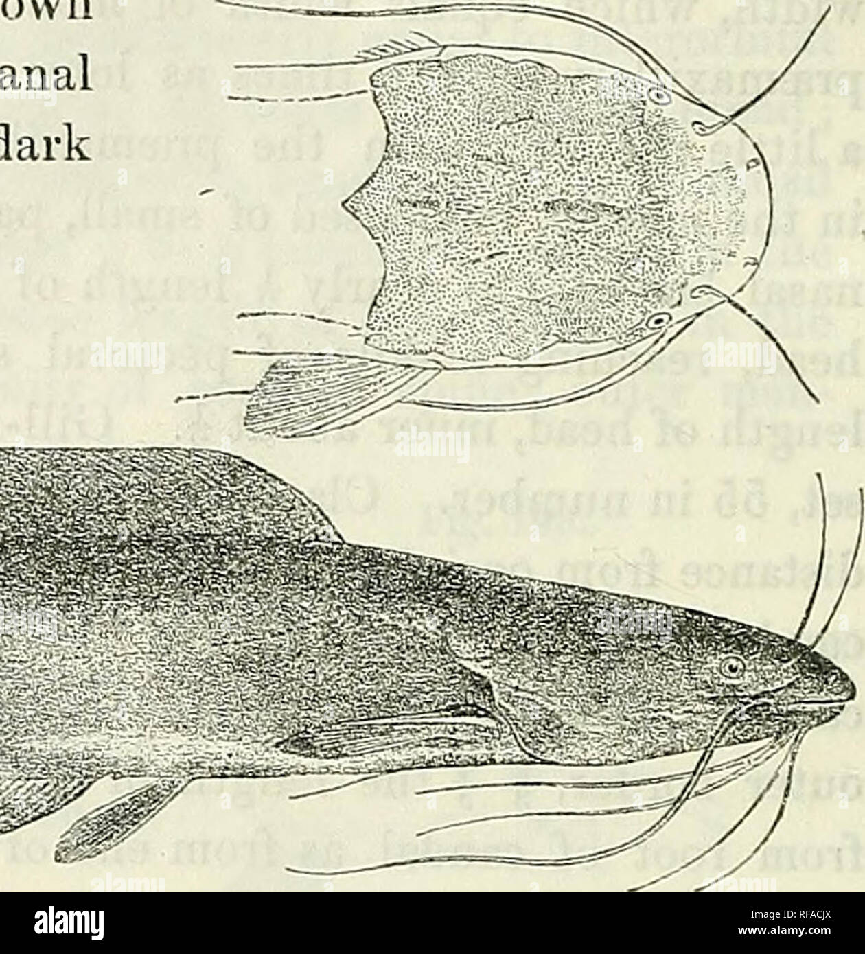 . Catalogue of the fresh-water fishes of Africa in the British Museum (Natural History). British Museum (Natural History); Fishes; Freshwater animals. 1. Type. 2-3. ITgr. Clarias jolatycephalus; Type (A. M. C). $'. Monsembe, Upper Congo. Kribi R., S. Cameroon. Rev. J. H. Weeks (P.). G. L. Bates, Esq. (C). Fig. 201. 12. CLARIAS JAENSIS, sp. n. Depth of body 6 to 6^ times in total length, length of head 3| to 4 times. Head 1^ to ly times as long as broad, smooth or very feebly granulate above; occipital process obtusely pointed ; frontal fontanelle sole-shaped, ^ to ^ length of head; occipital f Stock Photo