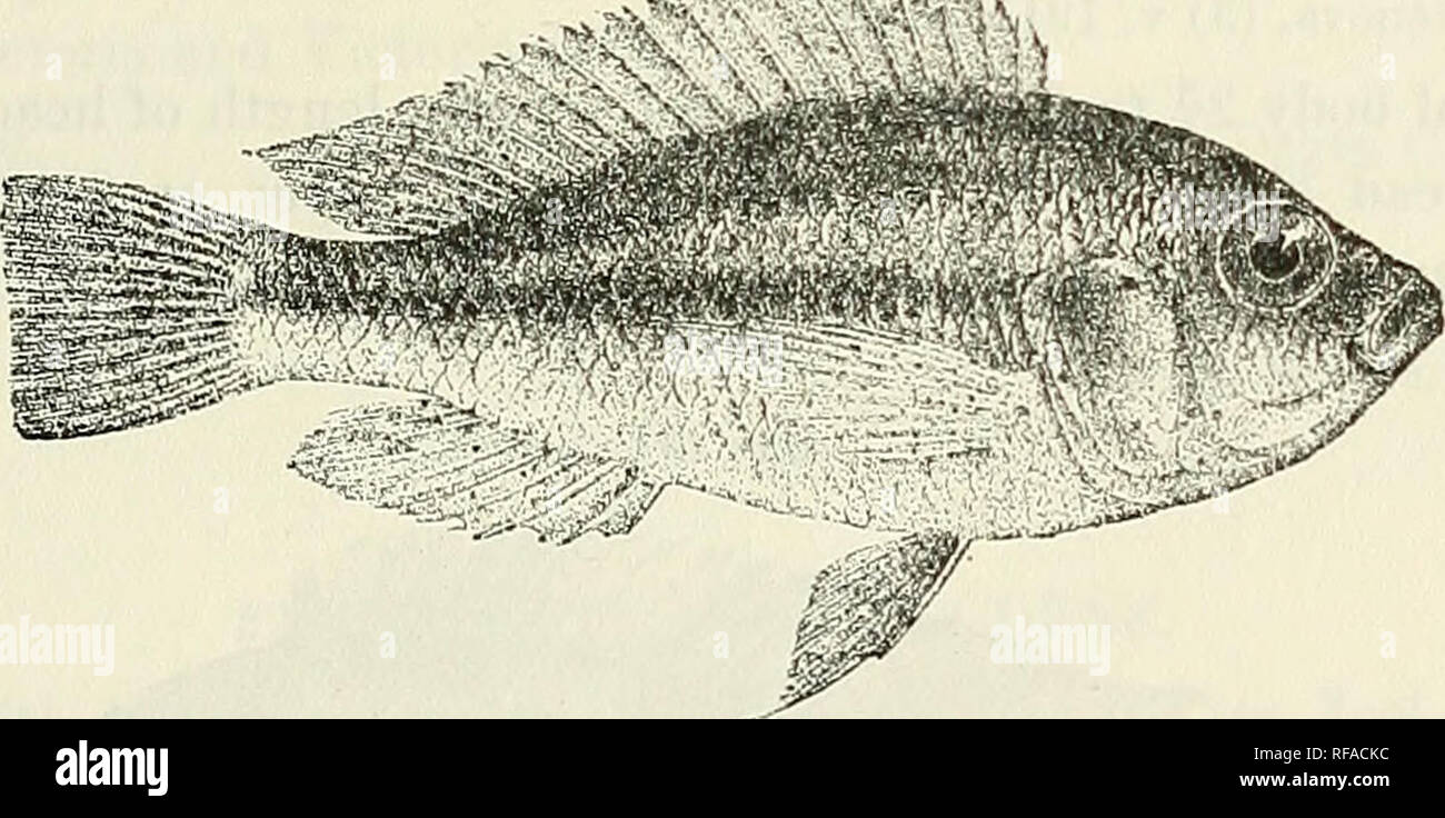 . Catalogue of the fresh-water fishes of Africa in the British Museum (Natural History). British Museum (Natural History); Fishes; Freshwater animals. PARATILAPIA. 345 27. PARATILAPIA CRASSILABRIS. IJaplochromis crassilabris, Bouleng. Ann. &amp; Mag. N. H. (7) xvii. 190G, p. 445. Paratilapia crassilabris, Bouleng. Fish. Nile, p. 482, pi. lxxxvii. fig. 5 (1907), and Ann. Mus. Genova, (3) v. 1911, p. 68. Depth of body equal to length of head, 2f to 3 times in total length. Head about twice as long as broad; snout with convex upper profile, broader than long, as long as (young) or a little longer Stock Photo