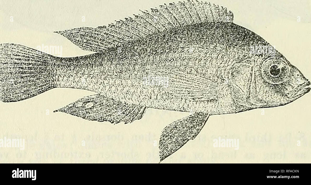 . Catalogue of the fresh-water fishes of Africa in the British Museum (Natural History). British Museum (Natural History); Fishes; Freshwater animals. 344 CICHLID^:. 26. PARATILAPIA CINEREA. Bouleng. Ann. &amp; Mag. N. H. (7) xvii. 190G, p. 439, and Fish. Nile, p. 478, pi. lxxxvi. fig. 4 (1907). Depth of body a little greater than length of head, 3 times in total length. Head 2^- times as long as broad; snout as long as broad, deeper than long, with steep oblique upper profile, a little shorter than eye, which is 3 times in length of head, equals interorbital width and twice prseorbital depth  Stock Photo