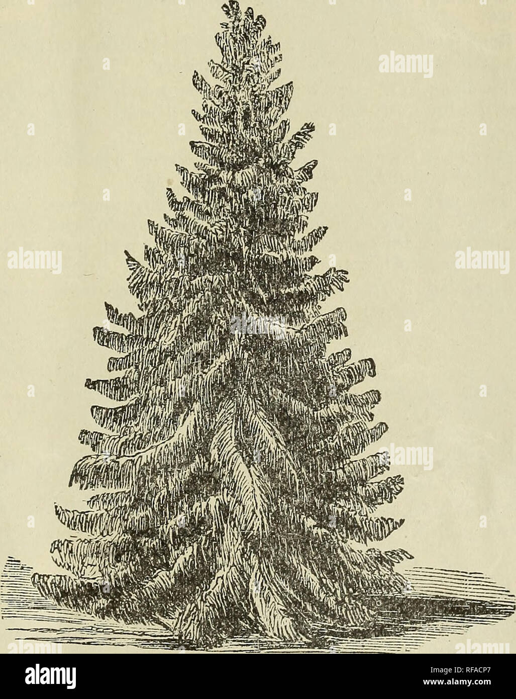 . Catalogue of fruit and ornamental trees, shrubbery, vines, roses, etc