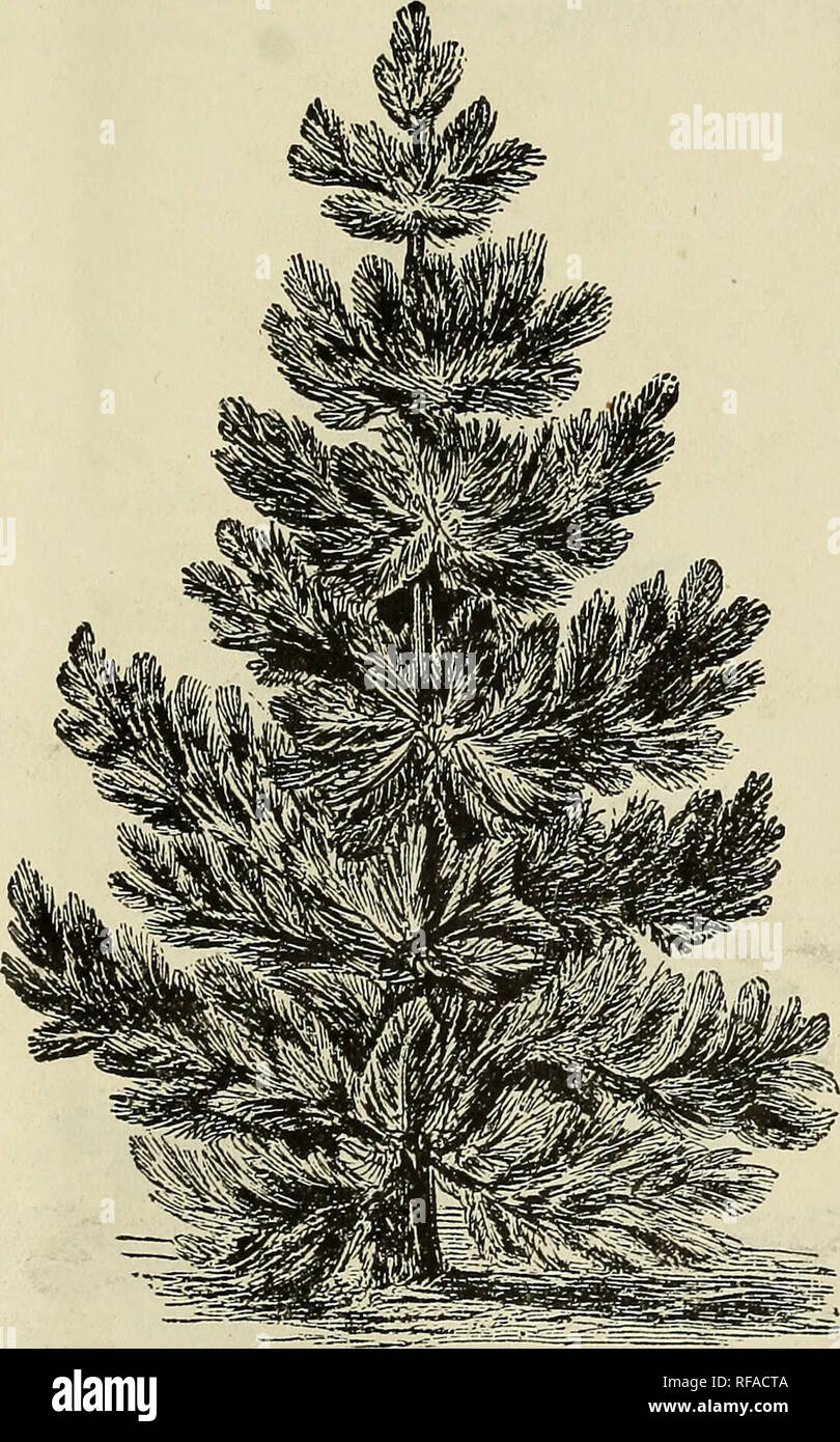 . Catalogue of fruit and ornamental trees, shrubbery, vines, roses, etc