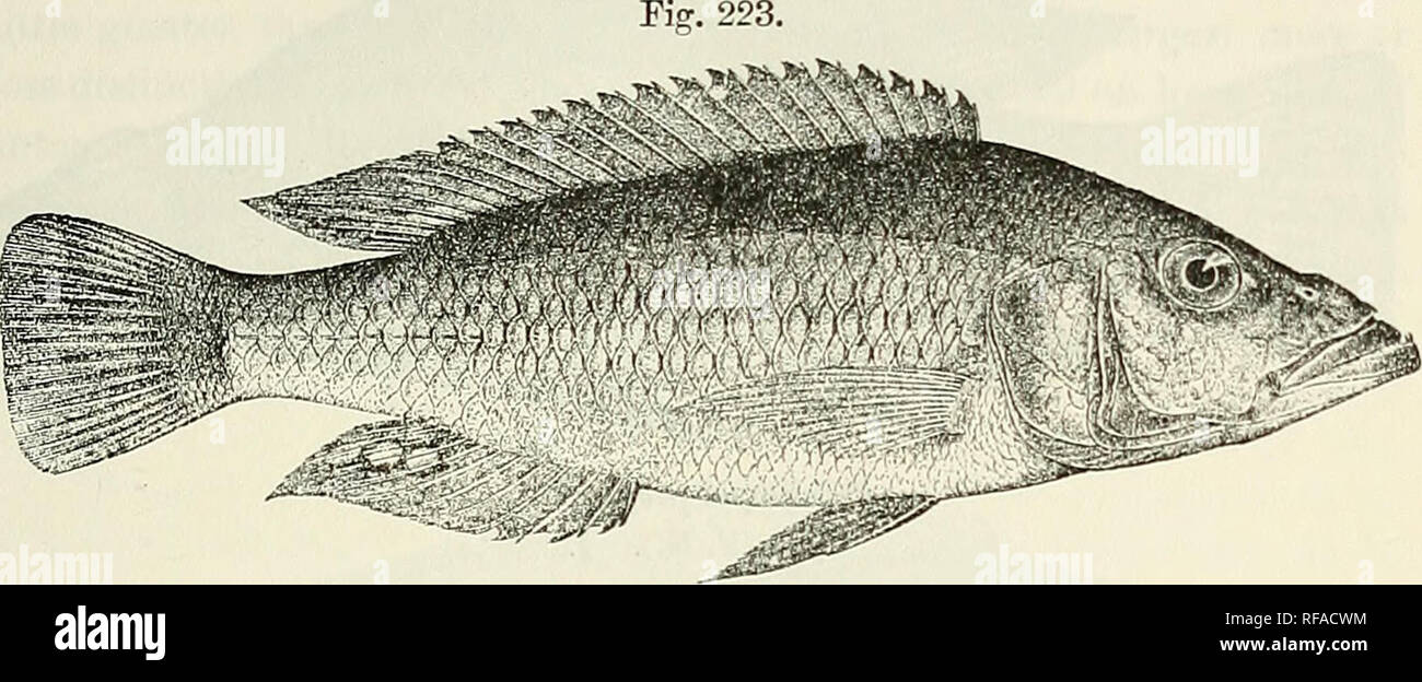 . Catalogue of the fresh-water fishes of Africa in the British Museum (Natural History). British Museum (Natural History); Fishes; Freshwater animals. PAEATILAPIA. 333 Caudal peduncle 1| to 2 times as long as deep. Scales feebly den- ticulate, 33-40 jT7ij4 &gt; lateral lines 7^. Olive to emerald-green above, silvery white beneath, with or without a blackish lateral band, or uniform dark brown; a small blackish opercular spot; dorsal and caudal fins grey to dark brown, sometimes with small round darker. Paratilapia longirostris. Bunjako (F. N.). f. spots; ventral fin yellow in the female, black Stock Photo