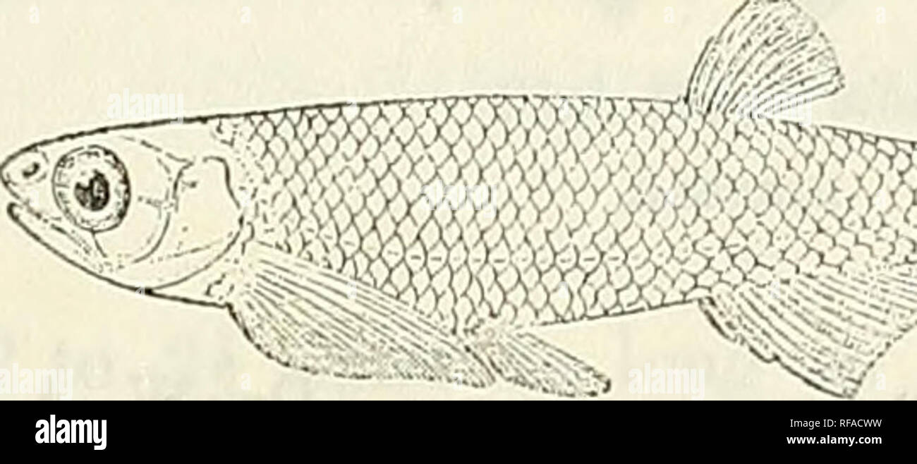 . Catalogue of the fresh-water fishes of Africa in the British Museum (Natural History). British Museum (Natural History); Fishes; Freshwater animals. ENGKAULICYPEIS. 213 4. EUGRAULICYPRIS BOTTEGI. Neobola bottegi, Vincig. Ann. Mns. Genova, (2) xv. 1895, p. 57, pi. v. fig. 1, and xvii. pp. 31, 364, and xix. 1898, p. 261 ; Bouleng. Proc. Zool. Soc. 1903, ii. p. 332, and Fish. Nile, p. 268 (1907). Depth of body 5 to 6 times in total length, length of head 4 to 4-f times. Head If to 2 times as long as broad; snout pointed, not projecting beyond mouth, shorter than eye, which is nearly 3 times in  Stock Photo