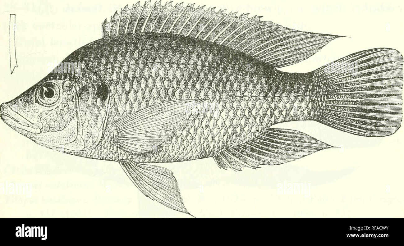 . Catalogue of the fresh-water fishes of Africa in the British Museum (Natural History). Fishes; Freshwater animals. TJLAPIA. 155 Tilajia mossamhicu, Bonleng. Tr. Zool. Soc. xv. 1898, p. 4, and Proc. Zool. Soc. 1899, p. Ill ; Pelleor. Mem. Soc. Zool. France, xvi. 1904, p. 309. Tilapia dumer'di, Bouleng. Proc. Zool. Soc. 1899, p. 116 ; Pellegr. t. c. p. 317. Depth of body 2J to 2f times in total length, length of head 2f to o times. Head 1| to 2 times as long as broad, with concave upper profile; snout rounded, as broad as or a little broader than long, as long as or a little shorter than posto Stock Photo