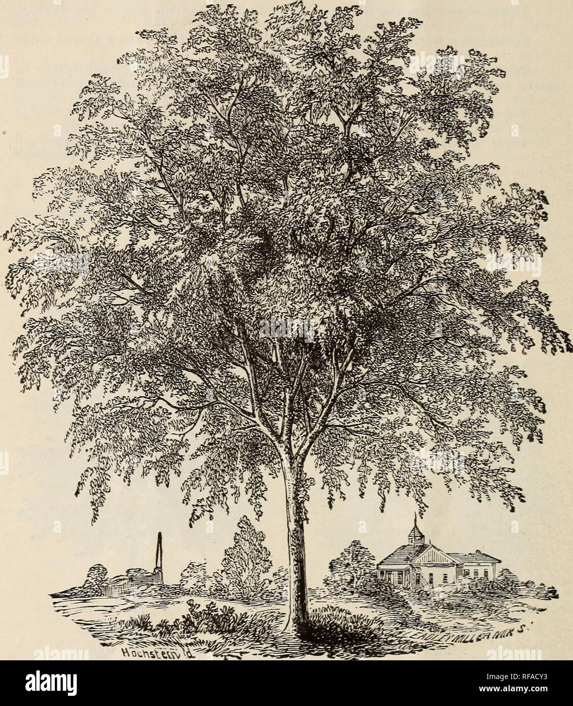 . Catalogue of fruit and ornamental trees, shrubbery, vines, roses, etc