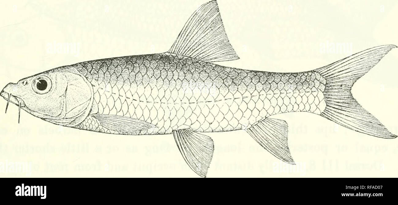 . Catalogue of the fresh-water fishes of Africa in the British Museum (Natural History). Fishes; Freshwater animals. BARBUS. 89 75. BARBUS BOWKERI. Barhus gurneyi, part., Glinth. Cat. Fish. vii. p. 102 (1868). Barhus howken, Bouleng. Ann. &amp; Mag. N. H. (7) ix. 1902, p. 288. &lt; Depth of body equal to length of head, 3} to 4 J times in total length. Snout rounded, feebly projecting beyond mouth, about J length of head ; eye 4^ to 5^ times in length of head, interorbital width 2f to 3 times ; width of mouth 3J to 4 times in length of head; lips thick, lower extending across chin, where it ma Stock Photo