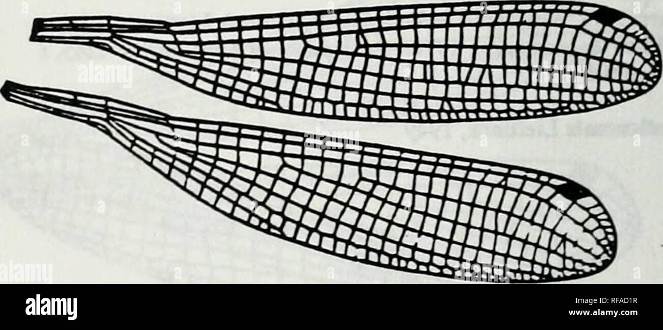 . Catalogue of the family-group, genus-group and species-group names of the Odonata of the world. Odonata; Odonata; Dragonflies; Dragonflies; Damselflies; Damselflies. Figure 403. Wings of Protosticta himalaiaca Laidlaw (as himalaica). After Be^shev &amp; Haritonov, 1978. Determiner of Dragonflies :234, f 161-2 [b0695] Zyg:Coe:Pro:Caconeurinae Caconeura Kirt&gt;y, 1890 Figure 404. Hind wing of Caconeura sp.7 (as Hyposlrophonewa sp.?). After Munz, 1919. Mem. amer. enL Soc. 3tj1 19, f 138 [b4328] Caconeura Kirfoy, 1890. Figure 405. Wings of Caconeura ramburi Fraser. (as Indoneura ramburt). After Stock Photo