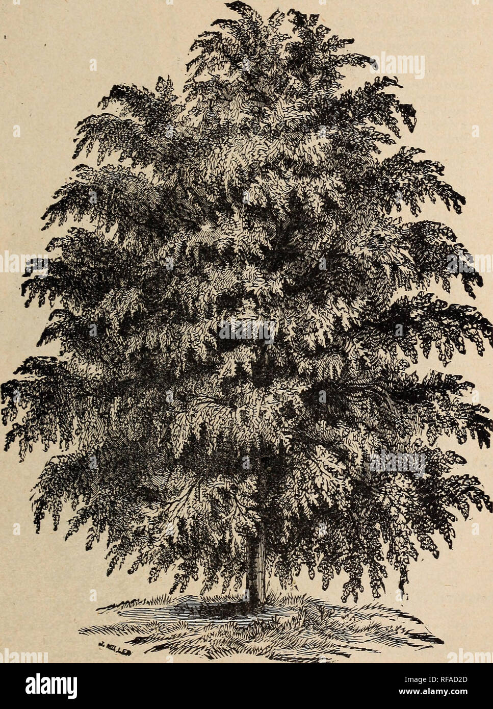 Catalogue Of Fruit And Ornamental Trees Grape Vines Small Fruits Shrubs Plants Roses Amp C Nurseries Horticulture Illinois Normal Catalogs Fruit Trees Seedlings Catalogs Fruit Catalogs Trees Seedlings Catalogs Of Fruit