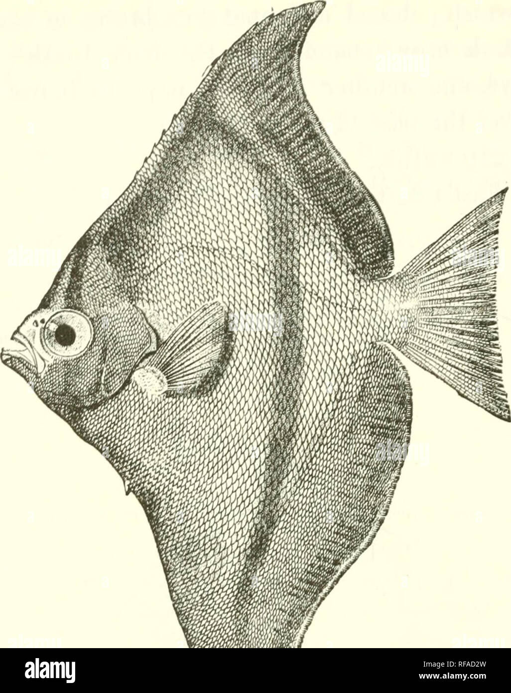 . Catalogue of the fresh-water fishes of Africa in the British Museum (Natural History). Fishes; Freshwater animals. 124 SCORPIDlD.i;. Fijr. 91,. P.-ictlns seboi. 'JVpo, after Cuvier and Valenciennes. |. l-:i A(J. &amp; yo-. 4-(;. Ilor. Si yo-. 7. 8kol. 8. Ho... 1). All. 10. Vo-. 11-12. Yo. ];5. Ho,.. 11. Sk(!l. 1.0-KJ. A.l. 17. Hot. 18. Ad. 19-20. Ad. •&gt;. llor. 22-2;j. Hor. 244 2.&quot;). 2r,. A.l. St. Ijouis, Soncoal. L:io-.)s liUfToon. Gold Coast. Nanna Km, Tjihcria. Niger. Nioor Delta. Old Calahar. Warri, Old Calahar. ('anieroon. Benito !{., l'&gt; mih's IVoiu inoutli. (fal)oon. liiieo Stock Photo