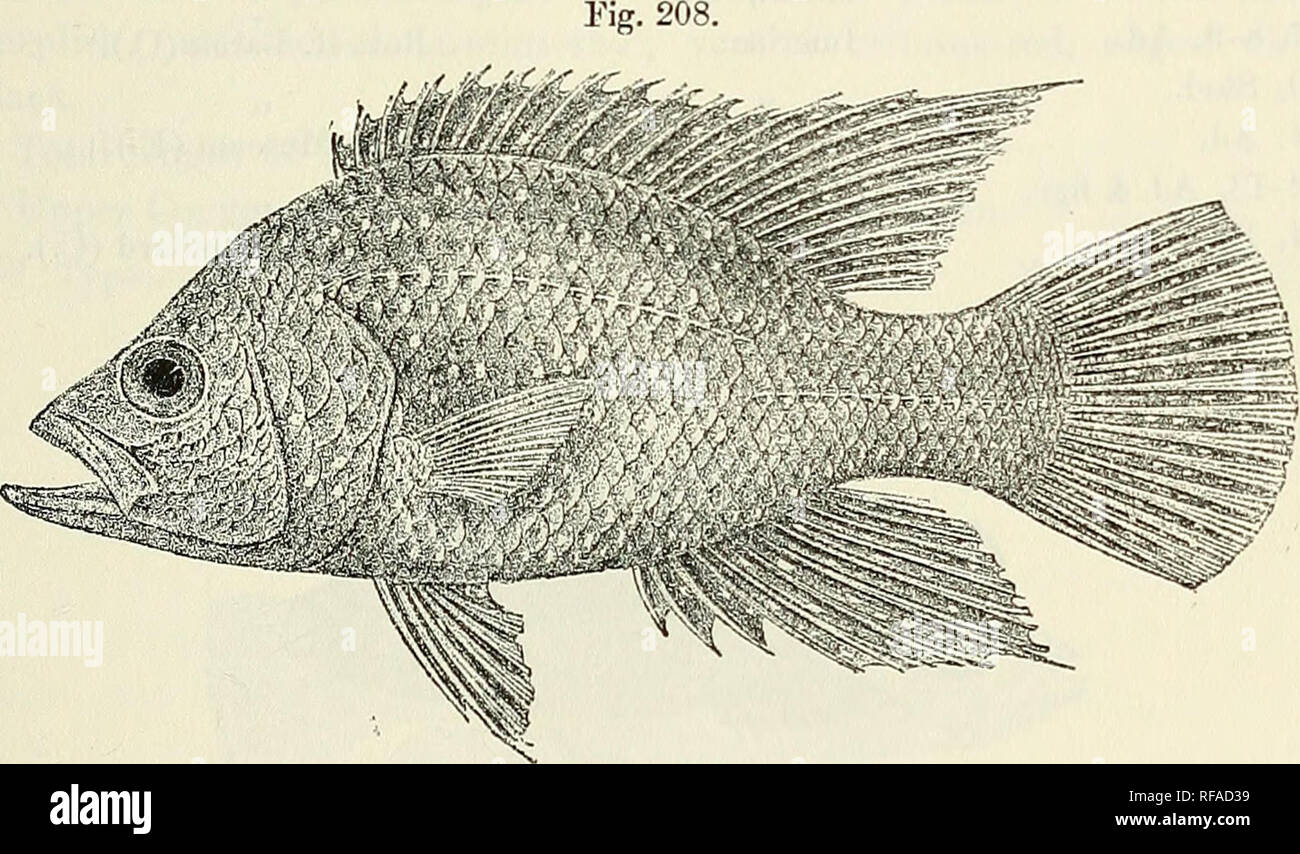 . Catalogue of the fresh-water fishes of Africa in the British Museum (Natural History). British Museum (Natural History); Fishes; Freshwater animals. PAKATILAP1A. 315 1. PARATILAPIA POLLENI. Bleek. Vers]. Ak. Amsterd. ii. 1868, p. 307, and Poiss. Madag. p. 10, pi. v. fig. 2 (1875) ; Steind. Sitzb. Ak. Wien, lxxxii. i. 1880, p. 247 ; Sauv. Hist. Madag., Poiss. p. 443, pi. xliv. fig. 2 (1891) ; Bouleng. Proc. Zool. Soc. 1898, p. 138; Pellegr. Mem. Soc. Zool. France, xvi. 1904, p. 257. Paracara typus, Bleek. Versl. Ak. Amsterd. xii. 1878, p. 193, pi. iii. fig. 3; Sauv. op. cit. p. 438, pi. xliv  Stock Photo
