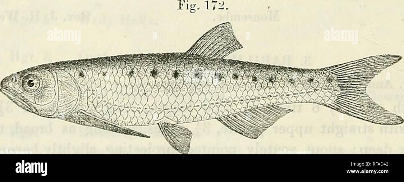 . Catalogue of the fresh-water fishes of Africa in the British Museum (Natural History). British Museum (Natural History); Fishes; Freshwater animals. Barilius lonyirostris* Type (A. M.C.). Total length 120 milliui. Ubanghi, Upper Congo.—Type in Congo Museum, Tervueren. i. BAHILIUS LXJJM. Bouleng. Catal. Poiss. Congo Mus. Lnxemb. p. 9 (11)09). Depth of body 4J to 4-f times in total length, length of head 4 times. Head twice as long as broad ; snout obtusely pointed, as long as or a. Barilius lujce. Type. little longer than eye, which is 4 times in length of head j interorbital width 3 times in Stock Photo
